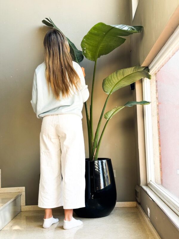 Strelitzia nicolai XL Strelitzia Nicolai XL en Uovo L