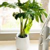 Monstera Deliciosa en Uovo S