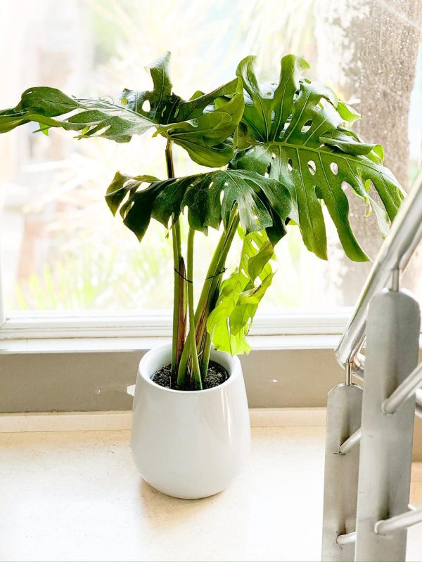 Monstera Deliciosa en Uovo S