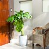 Monstera Deliciosa en Uovo S