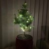 Pino real navideño Pino de Navidad