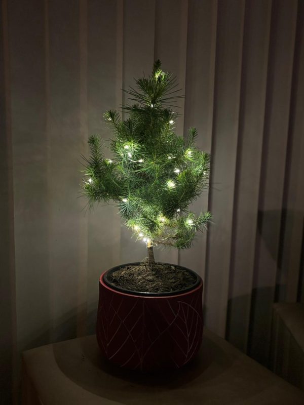 Pino real navideño Pino de Navidad
