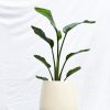Strelitzia Nicolai S en Uovo o Esmaltada