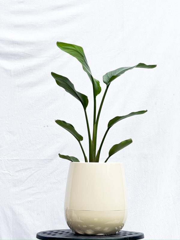 Strelitzia Nicolai S en Uovo o Esmaltada