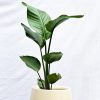 Strelitzia Nicolai S en Uovo o Esmaltada
