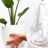 Strelitzia Nicolai S en Uovo o Esmaltada