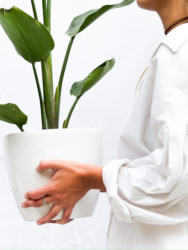 Strelitzia Nicolai S en Uovo o Esmaltada