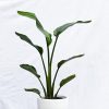 Strelitzia Nicolai S en Uovo o Esmaltada
