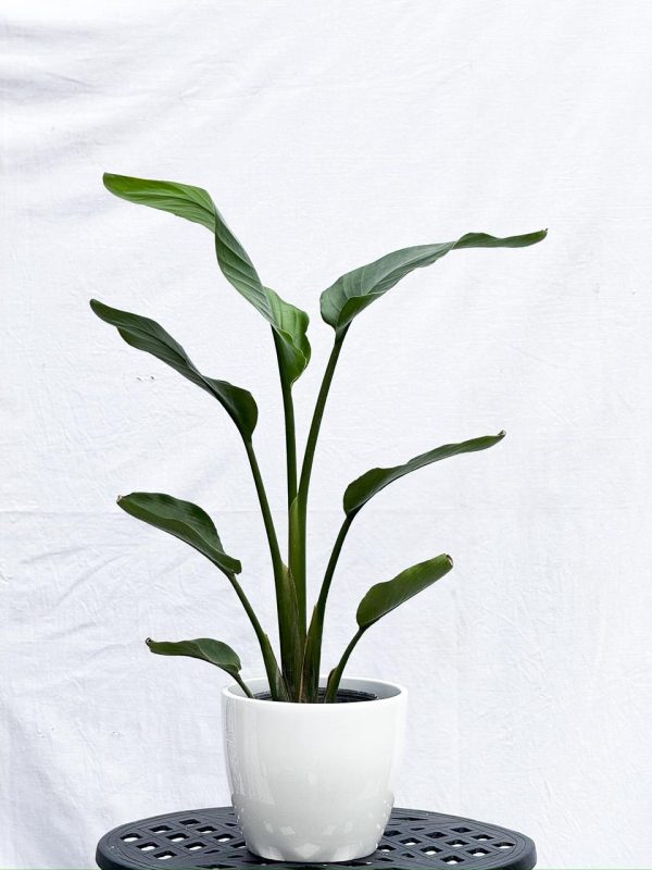 Strelitzia Nicolai S en Uovo o Esmaltada