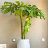 Monstera Deliciosa en Uovo S