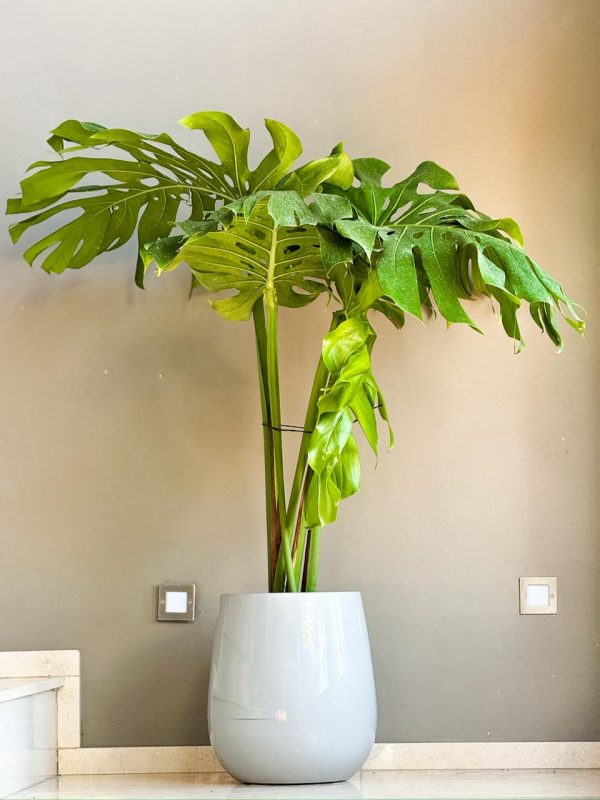 Monstera Deliciosa en Uovo S