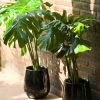 Monstera Deliciosa en Uovo S