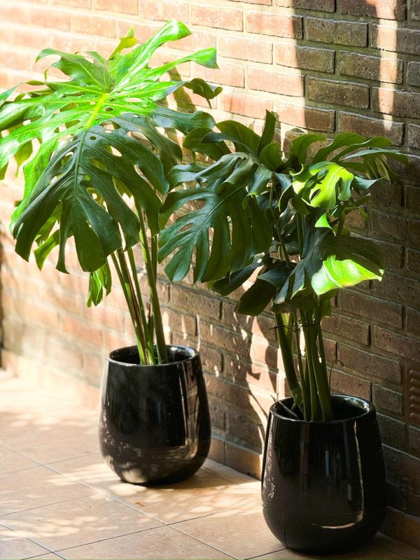 Monstera Deliciosa en Uovo S