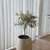 0f85764f-0890-4745-bc9c-6a081a194c8e Ficus Benjamina en Uovo S