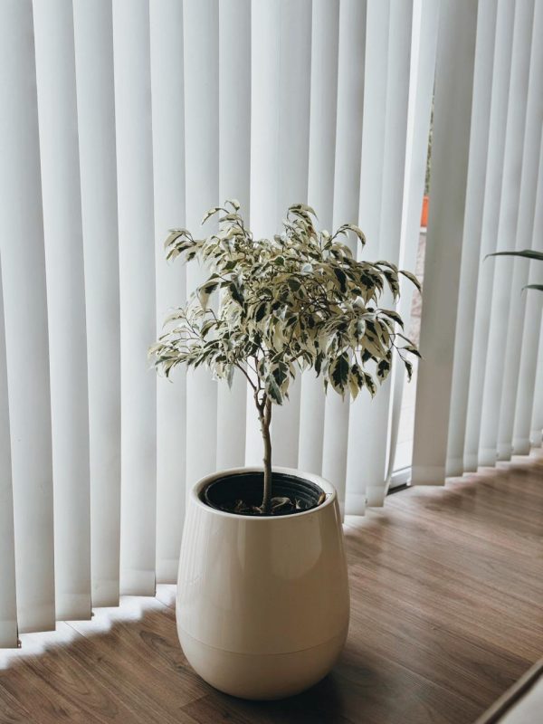 0f85764f-0890-4745-bc9c-6a081a194c8e Ficus Benjamina en Uovo S