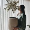4c788be7-c5fe-40db-b852-701964975322 Ficus Benjamina en Uovo S