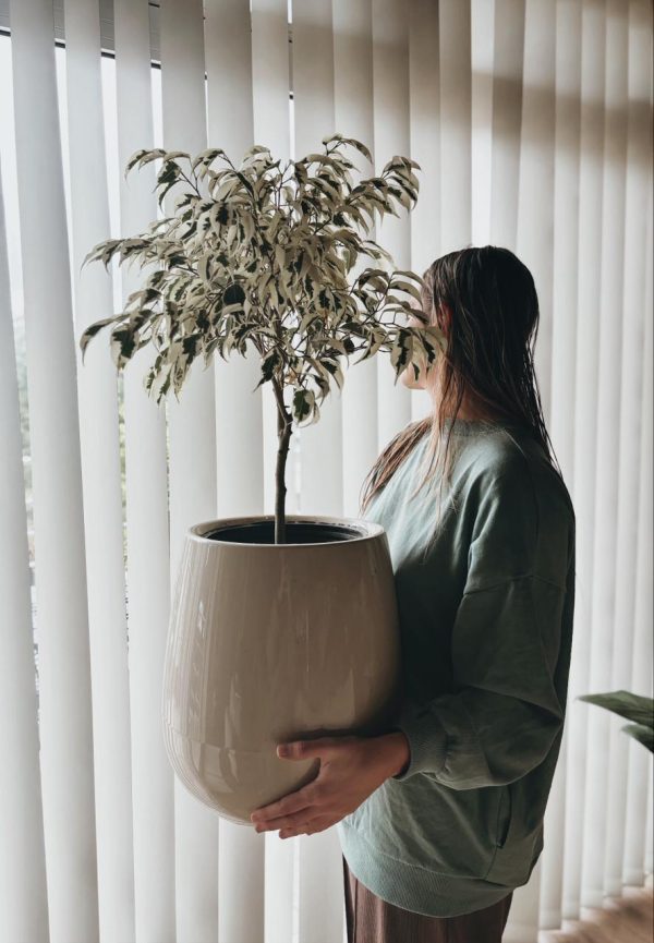 4c788be7-c5fe-40db-b852-701964975322 Ficus Benjamina en Uovo S