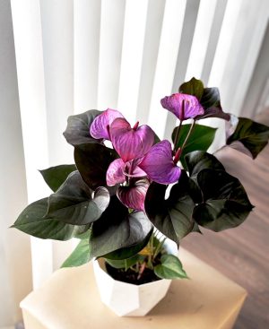 Anturium morado en Diamantada