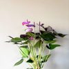 7d633309-dfb1-4b3b-9aa7-96a347b76f79 Anturium morado en Diamantada