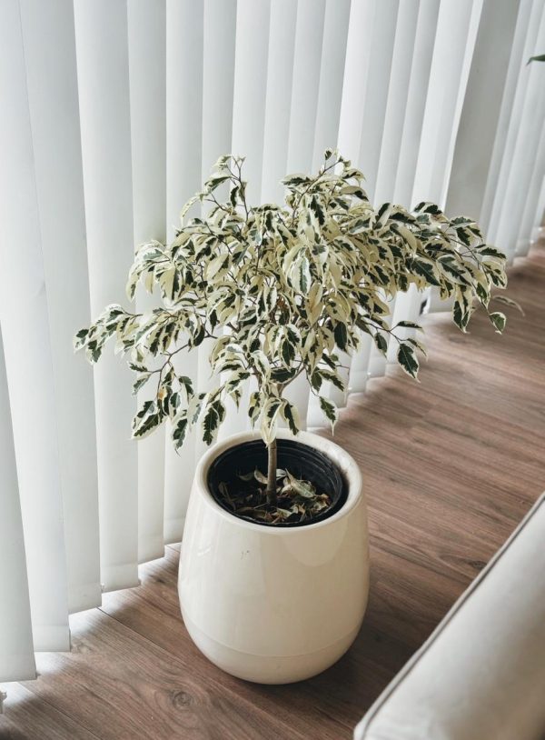f038a18a-96f1-4816-b836-6189cda905a6 Ficus Benjamina en Uovo S